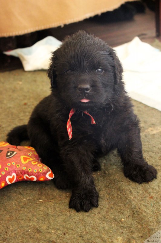 Фотография № 161202