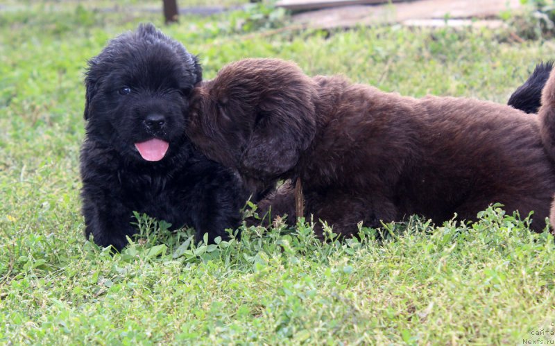 Фотография № 161206