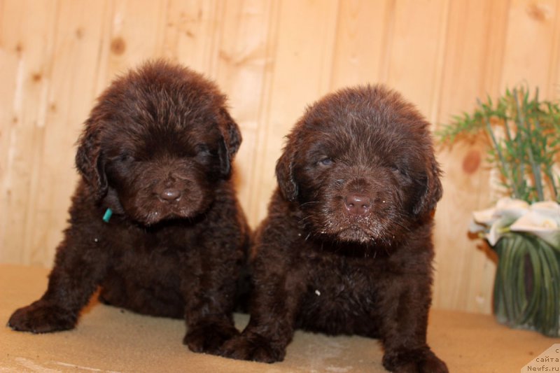 Фотография № 161213