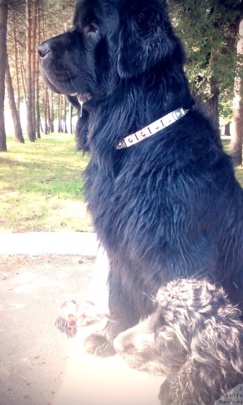 Фото: ньюфаундленд Mirabella iz Tihogo Omuta (Мирабелла из Тихого Омута), Ассоль