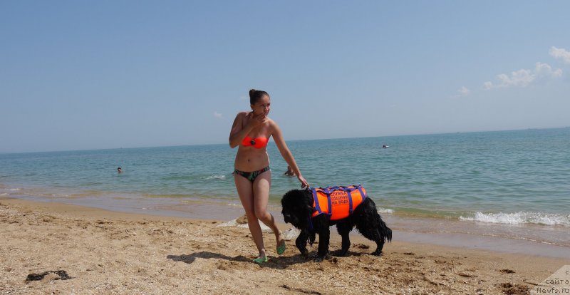 Фото: ньюфаундленд Chernyj Chank s Berega Dona (Черный Чанк с Берега Дона)
