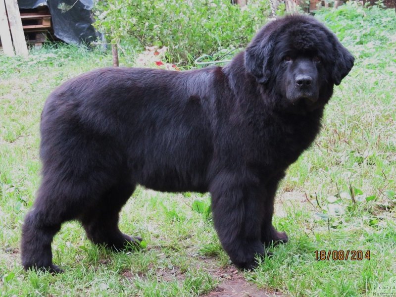 Фото: ньюфаундленд Smigar Osennyaya Skazka (Смигар Осенняя Сказка)