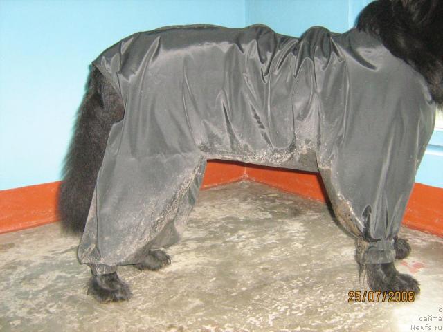 Фото: ньюфаундленд Jenev'ev Garni Ledyen (Женевьев Гарни Ледэн)