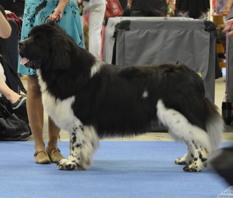 Фотография № 161234