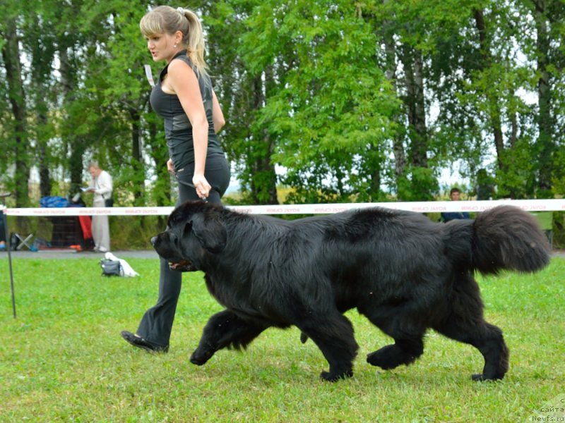 Фото: ньюфаундленд Beguschaya po Volnam Shaolin (Бегущая по Волнам Шаолинь)