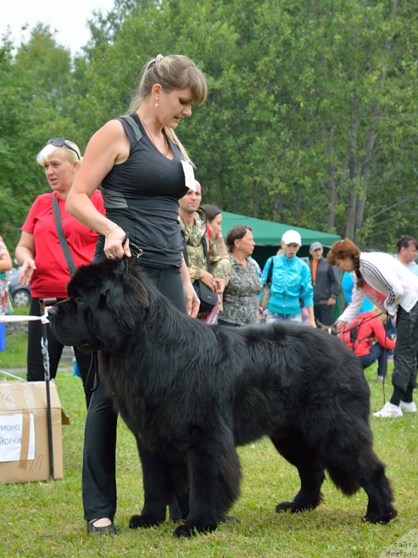 Фото: ньюфаундленд Beguschaya po Volnam Shaolin (Бегущая по Волнам Шаолинь)