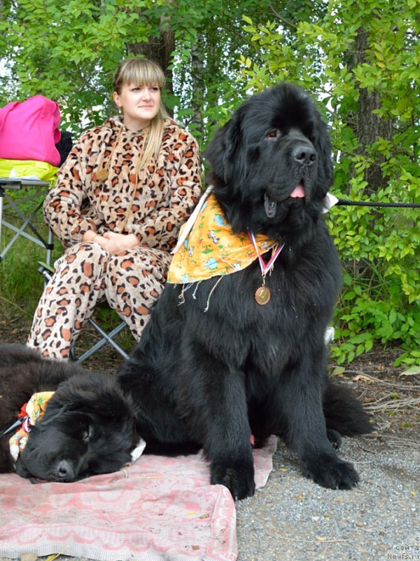 Фото: ньюфаундленд Beguschaya po Volnam Shaolin (Бегущая по Волнам Шаолинь), ньюфаундленд Rayout Happiness Midnight Bear, Ivan Tihanovich (Иван Тиханович)