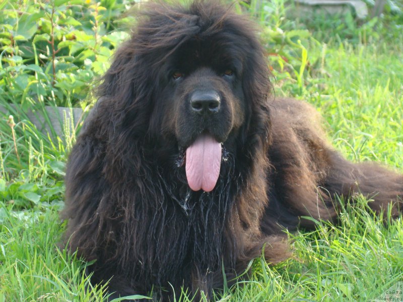 Фото: ньюфаундленд Obayatel'naya Ledi ot Laskovogo Del'fina (Обаятельная Леди от Ласкового Дельфина)