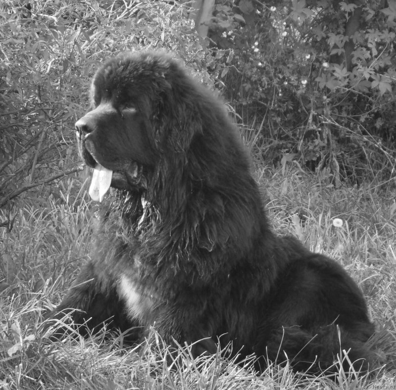 Фото: ньюфаундленд Real Masterpiece Midnight Bear