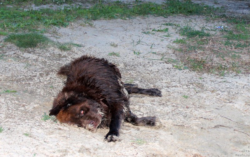 Фото: ньюфаундленд Charmer Denkam Bronze (Чармер Денкам Бронз)