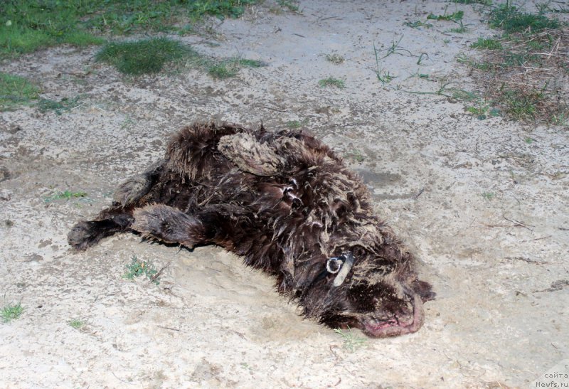 Фото: ньюфаундленд Charmer Denkam Bronze (Чармер Денкам Бронз)