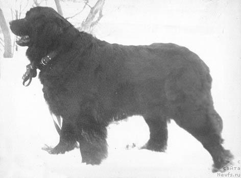 Фото: ньюфаундленд Dara (Дара)