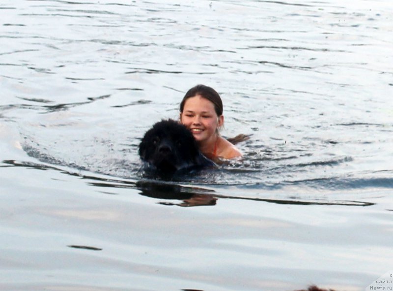 Фото: ньюфаундленд Mercedes Vialiki Miadzvedz (Мерседес Вялiкi Мядзведзь)