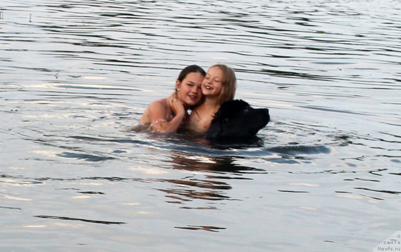 Фото: ньюфаундленд Mercedes Vialiki Miadzvedz (Мерседес Вялiкi Мядзведзь)