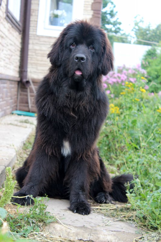 Фото: ньюфаундленд Mercedes Vialiki Miadzvedz (Мерседес Вялiкi Мядзведзь)
