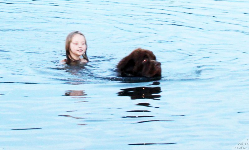 Фото: ньюфаундленд Charli The Best Helfi Pel (Чарли Де Бест Хелфи Пэл)