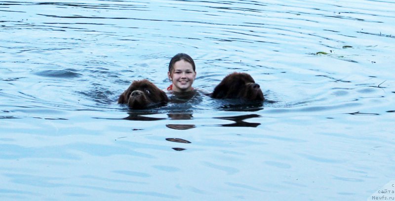 Фото: ньюфаундленд Charmer Denkam Bronze (Чармер Денкам Бронз), ньюфаундленд Charli The Best Helfi Pel (Чарли Де Бест Хелфи Пэл)
