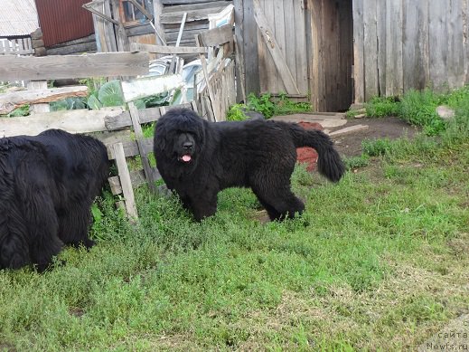 Фото: ньюфаундленд N'yufort N'yord Royal Flyesh (Ньюфорт Ньёрд Роял Флэш)