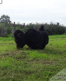 Фото: ньюфаундленд N'yufort Lyubimaya Zabava (Ньюфорт Любимая Забава), ньюфаундленд King of Helluland I'm Precious