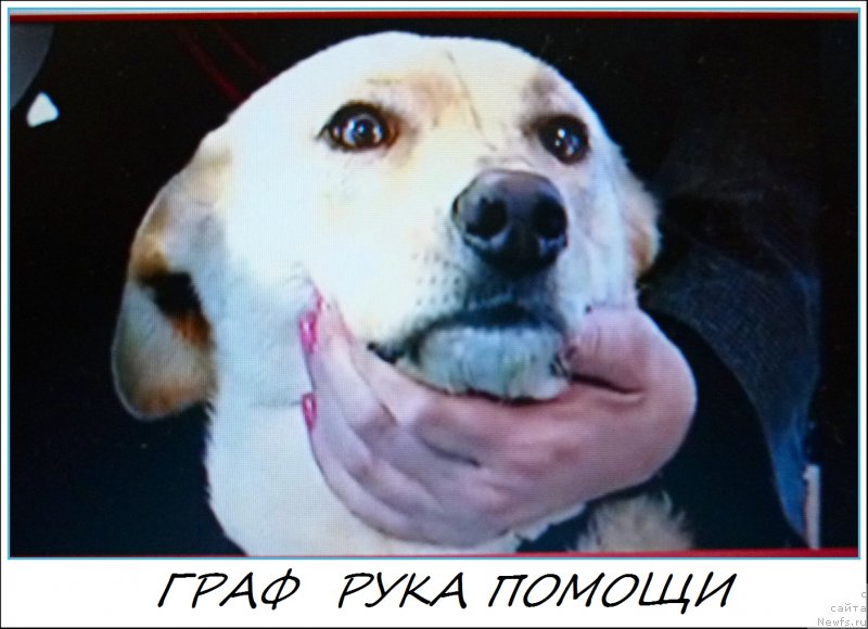 Фото: Lena Zyirina (Лена Зырина), Тайгер