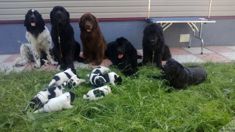 Фото: ньюфаундленд Skazochnaya Kroha Prelestnaya Blondi (Сказочная Кроха Прелестная Блонди), ньюфаундленд Dyurbahler Klab Al' Pochino (Дюрбахлер Клаб Аль Почино), ньюфаундленд Ocharovashka s Berega Dona (Очаровашка с Берега Дона), ньюфаундленд Dyurbahler Klab Villaj Dyubef (Дюрбахлер Клаб Виллаж Дюбеф), ньюфаундленд Masyanya Grand Byebi (Масяня Гранд Бэби), лабрадор Миля и дети