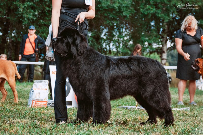 Фото: ньюфаундленд Beguschaya po Volnam Shaolin (Бегущая по Волнам Шаолинь)