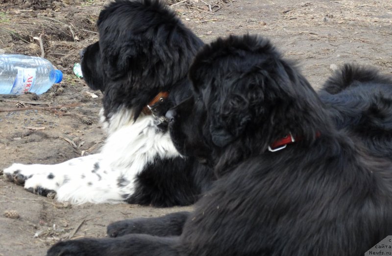 Фото: ньюфаундленд Sent Djons Glamour Lady (Сент Джонс Гламур Леди), ньюфаундленд Akvatoriya Kelvin CHernaya Feeriya (Акватория Келвин Черная Феерия)