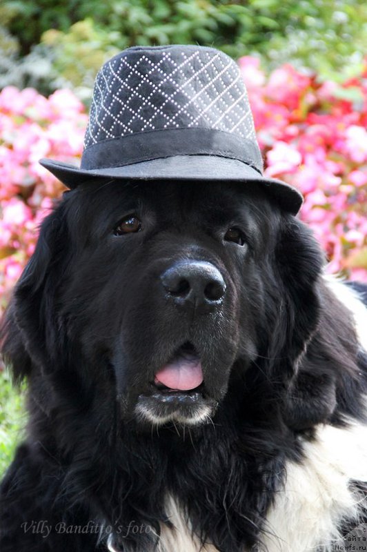 Фото: ньюфаундленд Starbimovlav Gardemarin (Старбимовлав Гардемарин)