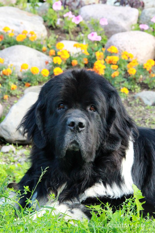 Фото: ньюфаундленд Starbimovlav Gardemarin (Старбимовлав Гардемарин)