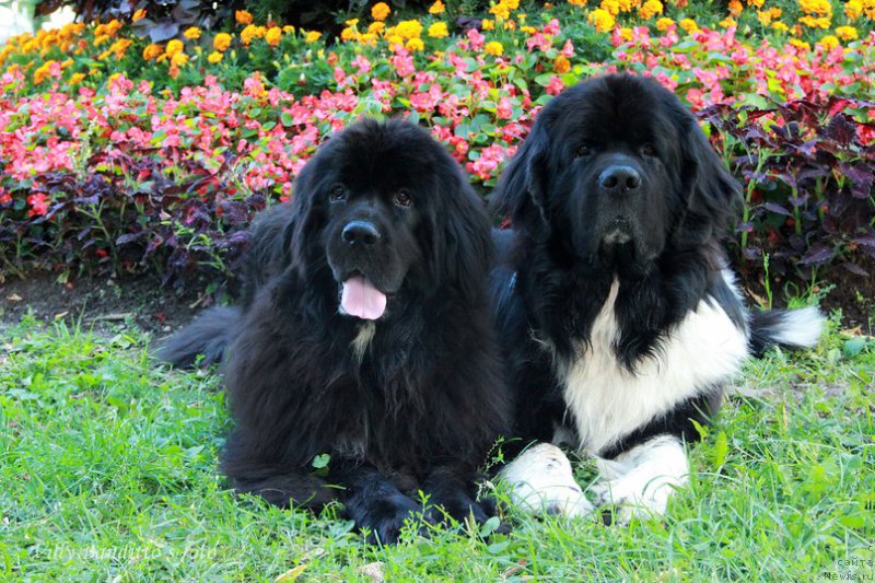Фото: ньюфаундленд Starbimovlav Gardemarin (Старбимовлав Гардемарин), Кити