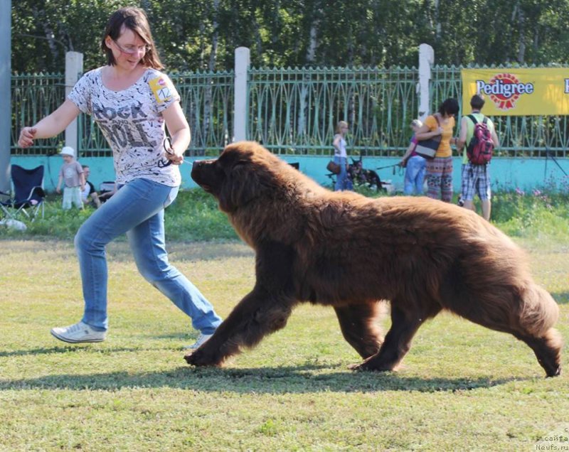 Фото: ньюфаундленд Moya Boginya Gera ot Marleon Dusvik (Моя Богиня Гера от Марлеон Дусвик)