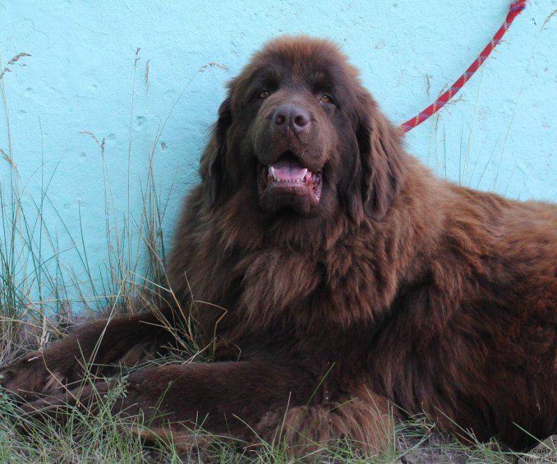 Фото: ньюфаундленд Moya Boginya Gera ot Marleon Dusvik (Моя Богиня Гера от Марлеон Дусвик)