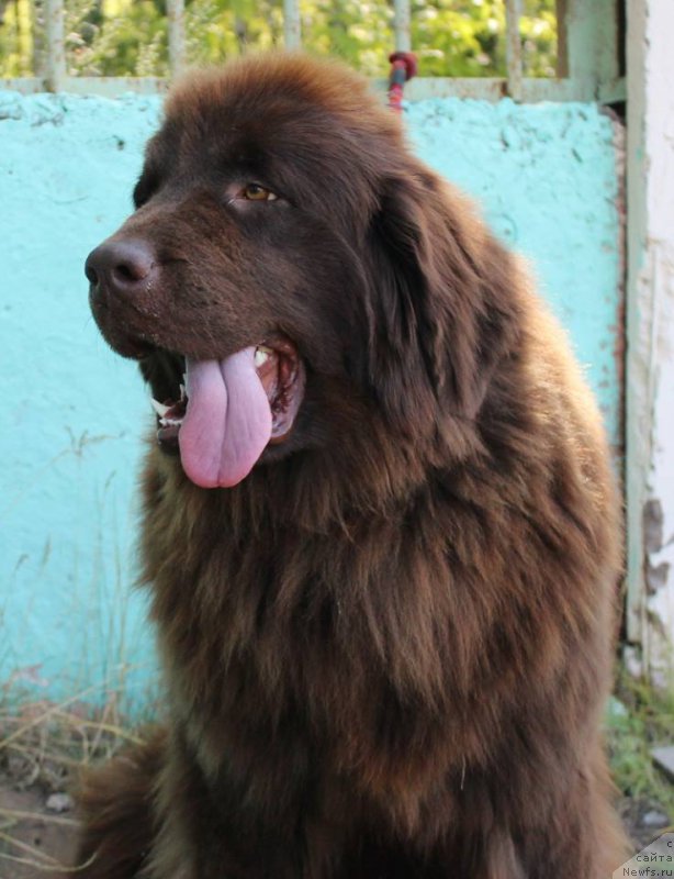 Фото: ньюфаундленд Moya Boginya Gera ot Marleon Dusvik (Моя Богиня Гера от Марлеон Дусвик)
