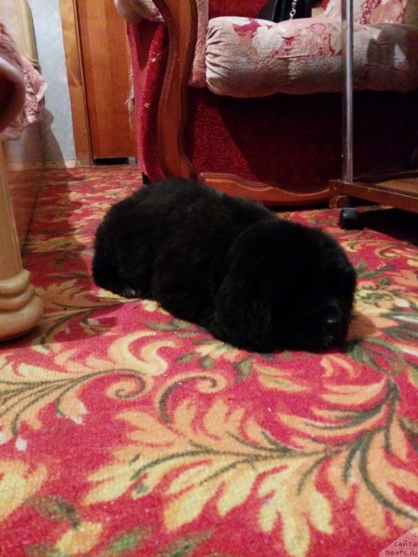 Фото: Tat'yana Tetyurikova (Татьяна Тетюрикова)