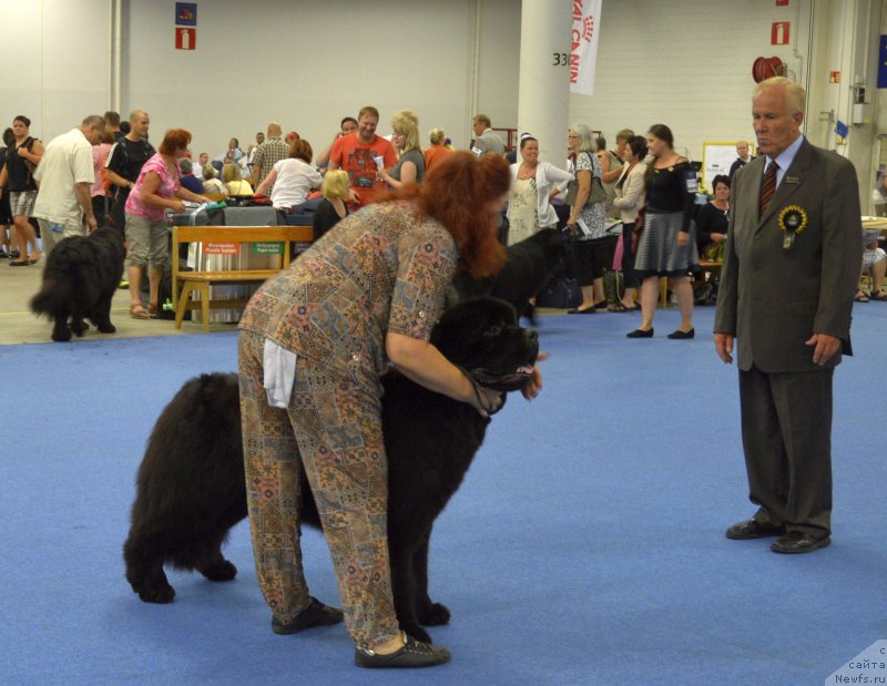 Фото: ньюфаундленд Dark Pride Vuitton (Дак Прайд Виттон)