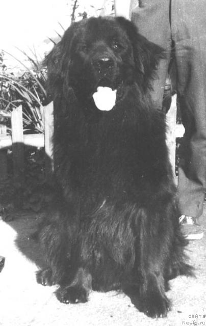 Фото: ньюфаундленд Princ Ols (Принц Олс)