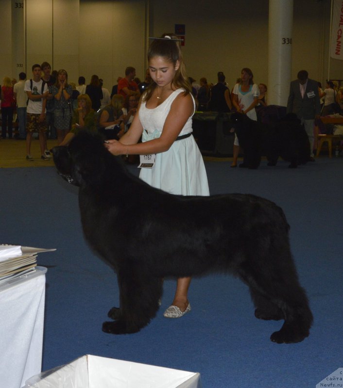 Фото: ньюфаундленд Aquatoriya Kelvin Ultimatum (Акватория Келвин Ультиматум)