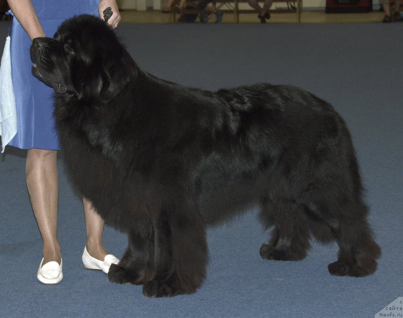 Фото: ньюфаундленд Sent Djons Yason (Сент Джонс Ясон)