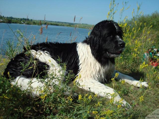 Фото: ньюфаундленд Mag Ispolin Infanta (Маг Исполин Инфанта)
