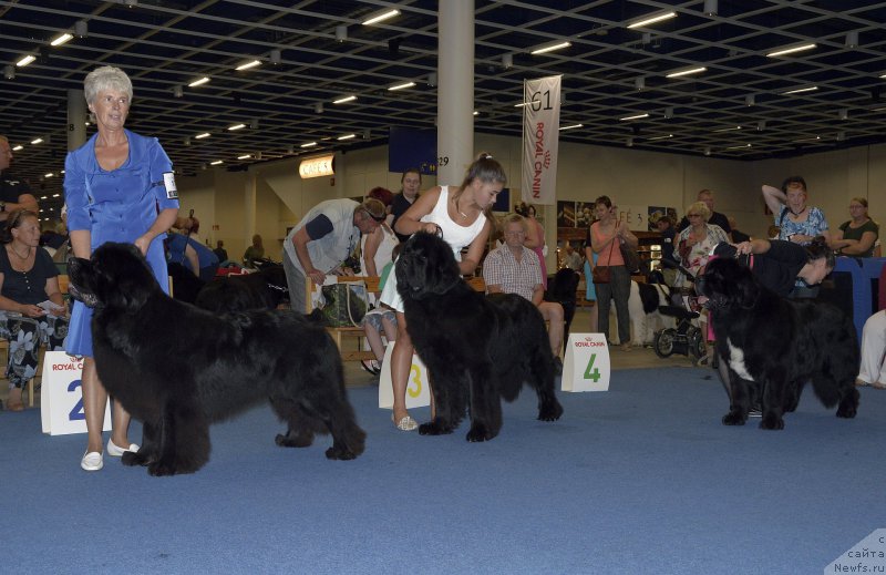 Фото: ньюфаундленд Sent Djons Yason (Сент Джонс Ясон), ньюфаундленд Aquatoriya Kelvin Ultimatum (Акватория Келвин Ультиматум), Tutti Quanti Dino