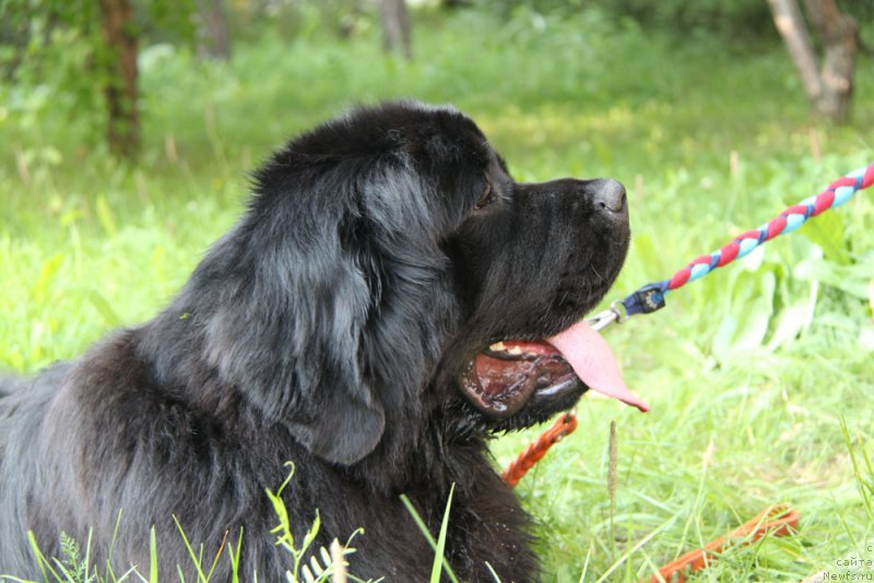 Фотография № 161437