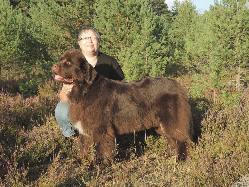 Фото: ньюфаундленд Aquatoriya Kelvin Heather Honey (Акватория Келвин Хизер Хани), Ekaterina Benken (Екатерина Бенкен)