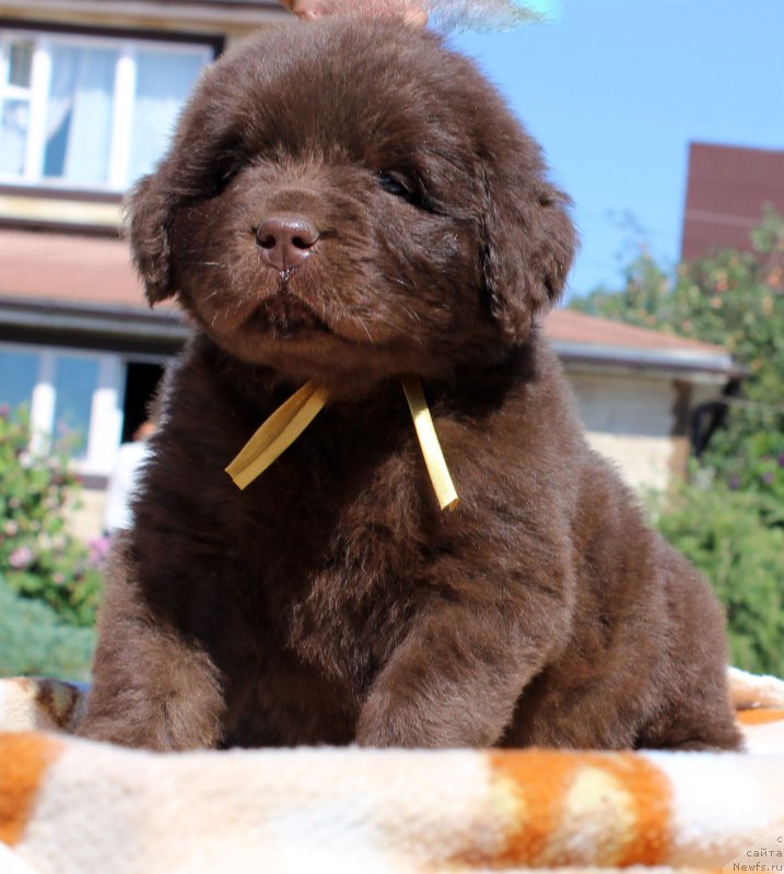 Фотография № 161451