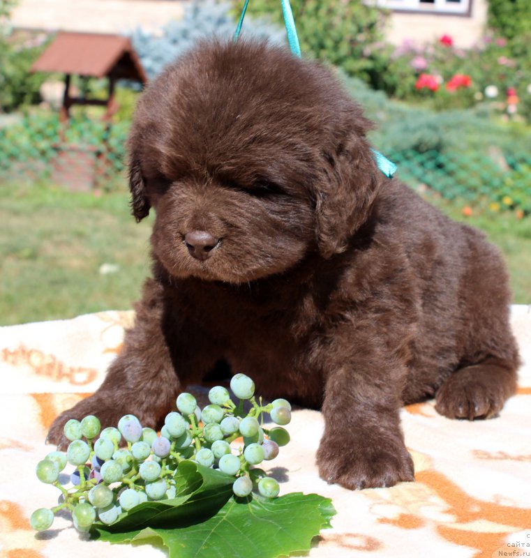 Фото: ньюфаундленд Brownblood MSK Hayes Hago (Браунблад МСК Хаиес Хаго)