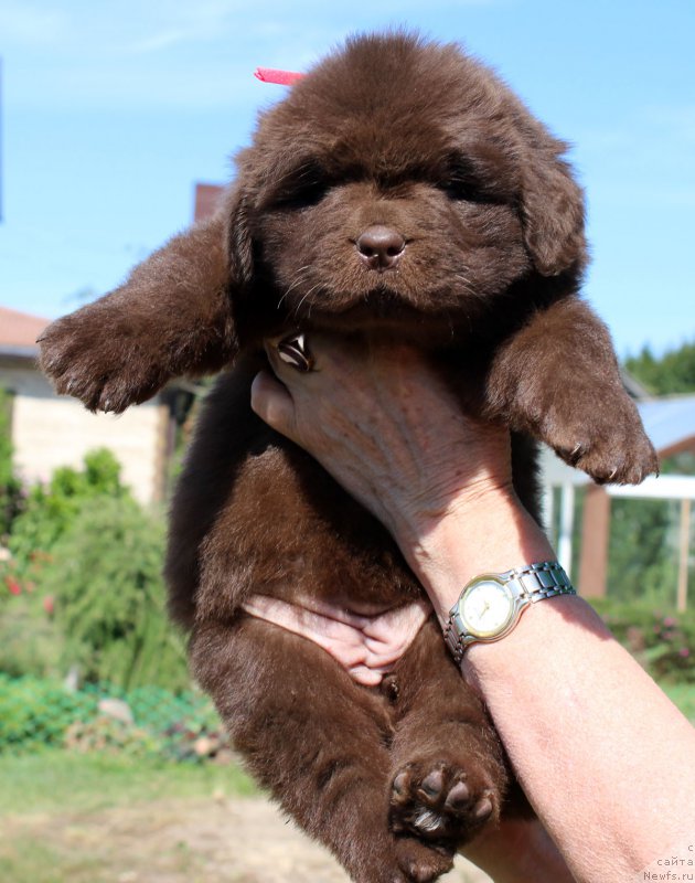 Фото: ньюфаундленд Brownblood MSK Happy Teddy (Браунблад МСК Хэппи Тедди)