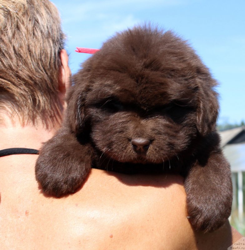 Фото: ньюфаундленд Brownblood MSK Happy Teddy (Браунблад МСК Хэппи Тедди)