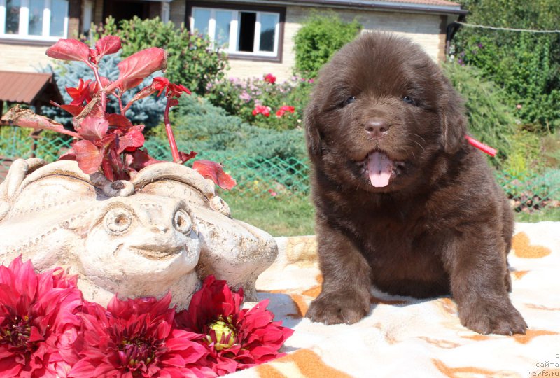 Фотография № 161470