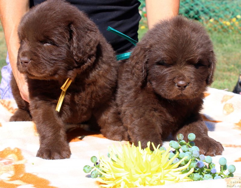 Фотография № 161479