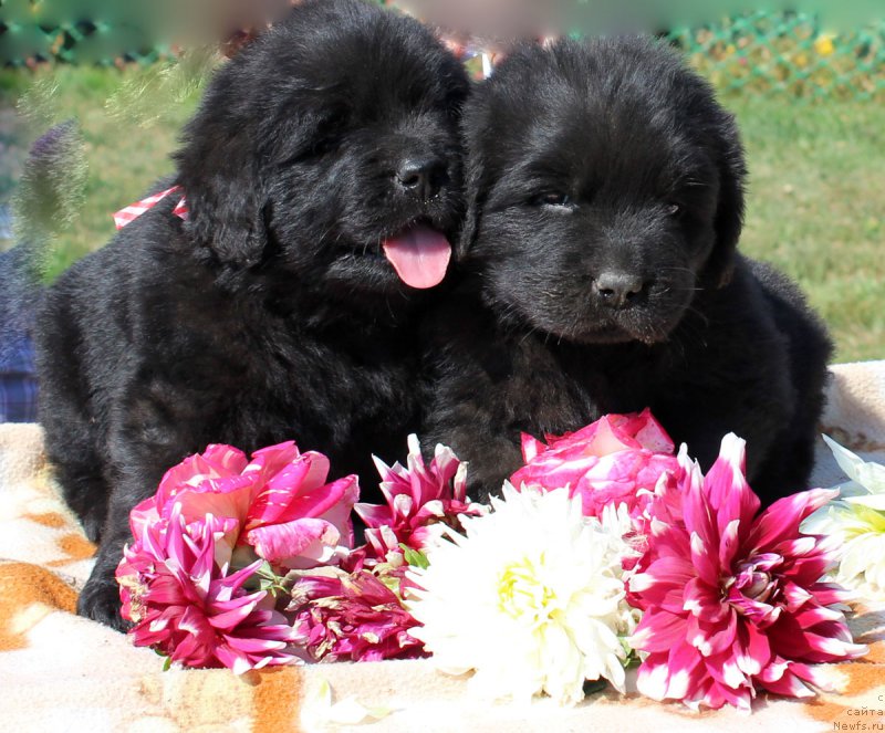 Фотография № 161482