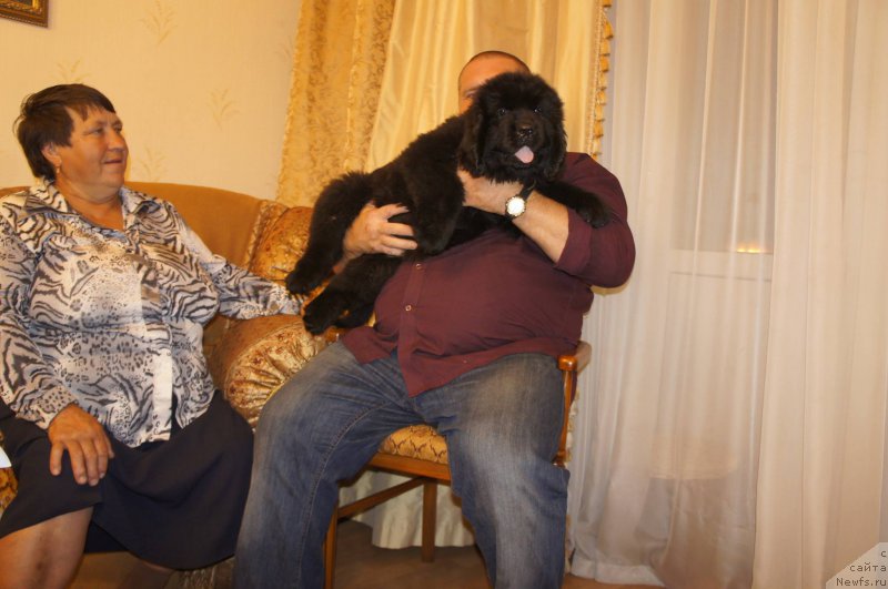 Фото: ньюфаундленд Jonathan Poursmigar iz Volotova, Aleksandr Bespechnyiy (Александр Беспечный), и мама ГАЛЯ